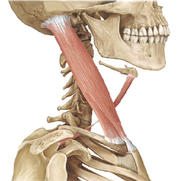 anatomia1