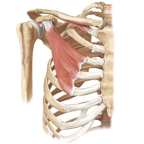 anatomia2