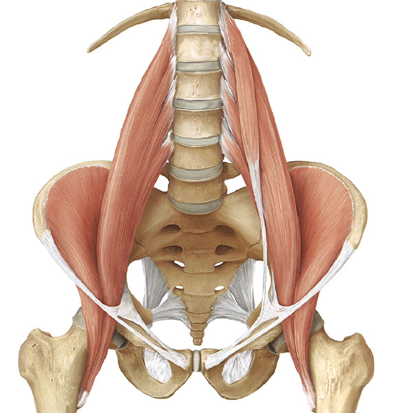 Anatomia Palpatoria Corso Online