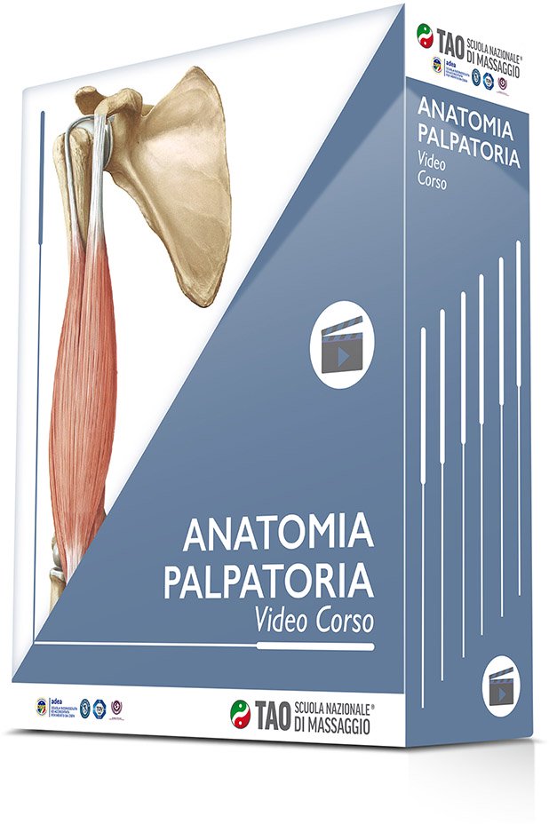 corso online di anatomia palpatoria