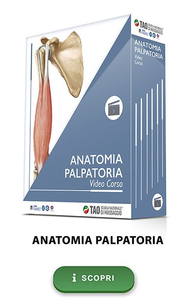 corso online di anatomia palpatoria